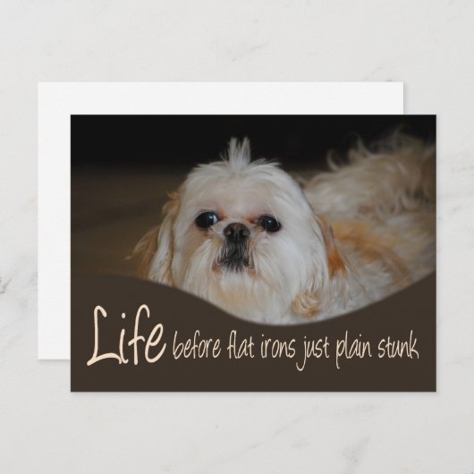 Shih Tzu Flat Iron Hair Spaß Postcard Postkarte (Vorne/Hinten)