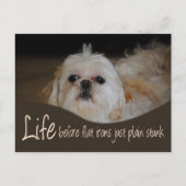 Shih Tzu Flat Iron Hair Spaß Postcard Postkarte (Vorderseite)