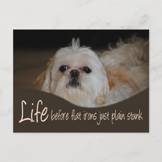 Shih Tzu Flat Iron Hair Spaß Postcard Postkarte (Vorderseite)