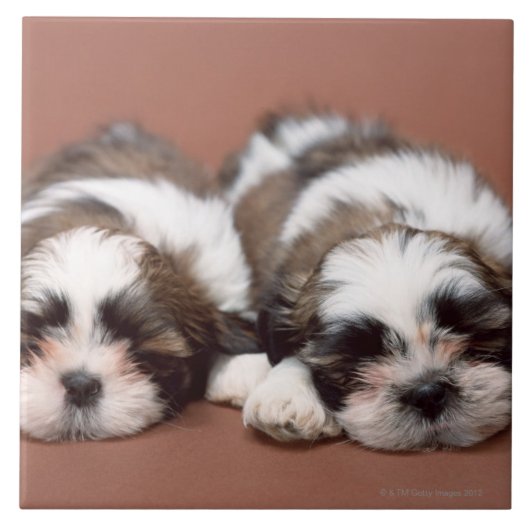 Shih Tzu Fliese (Vorderseite)