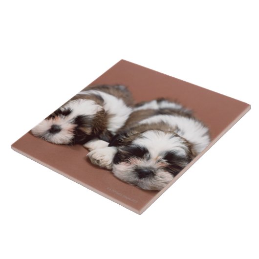 Shih Tzu Fliese (Seite)