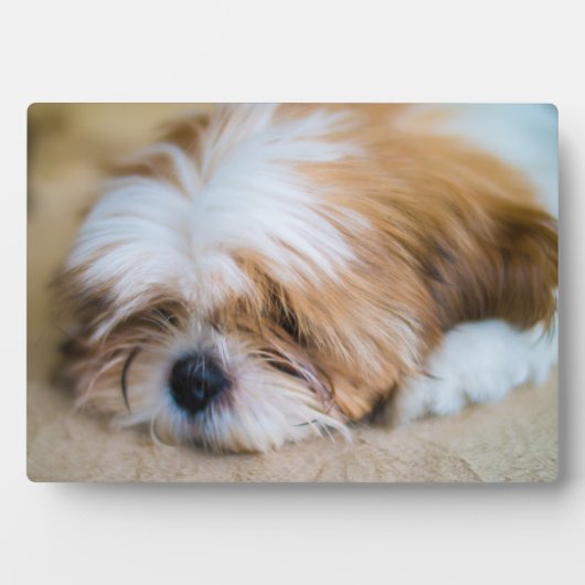 Shih Tzu Fotoplatte (Vorderseite)
