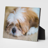 Shih Tzu Fotoplatte (Seite)