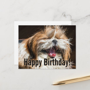 Shih Tzu gähnend lachend lustig Alles Gute zum Geb Postkarte
