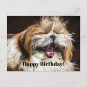 Shih tzu gähnend lachend lustig Glücklicher Geburt Postkarte (Vorderseite)