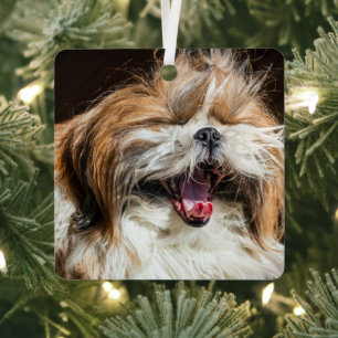 Shih tzu gähnend lachend lustig niedlich ornament aus metall