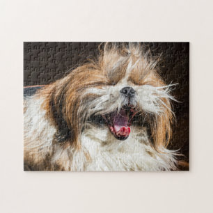 Shih tzu gähnend lachend lustig niedlich puzzle