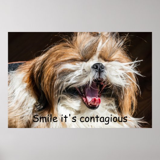 Shih tzu gähnende Lächeln Text anpassen Poster (Vorne)