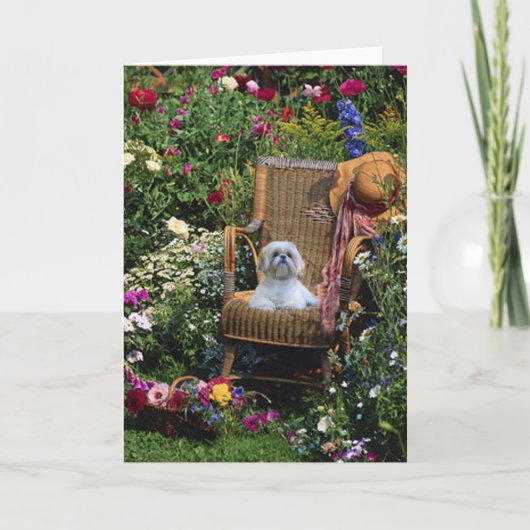 Shih Tzu Garden Card Karte (Vorderseite)