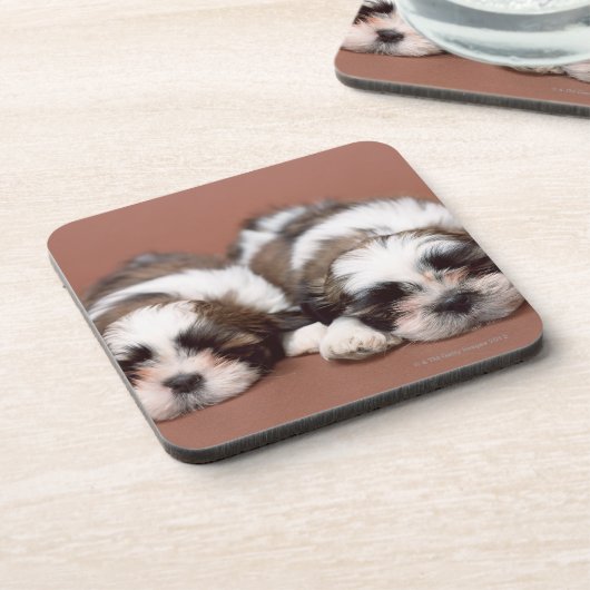 Shih Tzu Getränkeuntersetzer (Linke Seite)