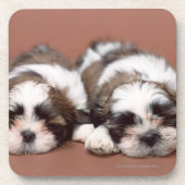Shih Tzu Getränkeuntersetzer (Vorderseite)