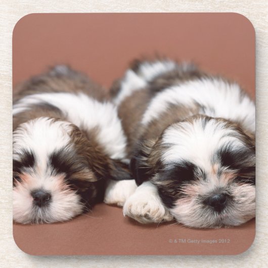 Shih Tzu Getränkeuntersetzer (Vorderseite)