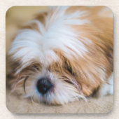 Shih Tzu Getränkeuntersetzer (Vorderseite)