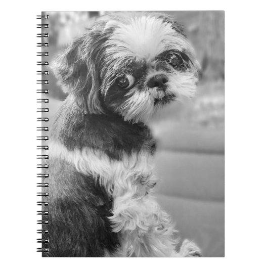 Shih Tzu Girl Notebook Notizblock (Vorderseite)