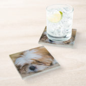 Shih Tzu Glasuntersetzer (Schrägansicht)