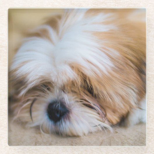 Shih Tzu Glasuntersetzer (Vorderseite)