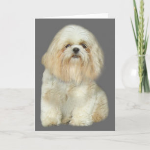 Shih Tzu Greeting Card Karte