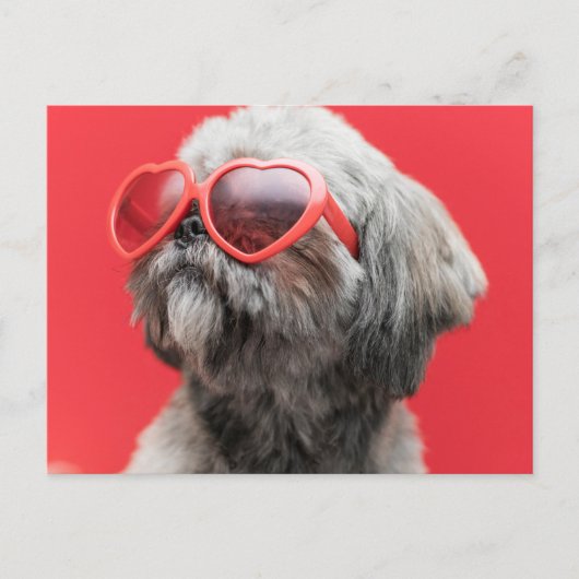 Shih Tzu Greetings Postcard Postkarte (Vorderseite)