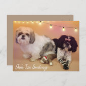 Shih Tzu Greetings Postkarte (Vorne/Hinten)