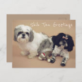 Shih Tzu Greetings Postkarte (Vorne/Hinten)