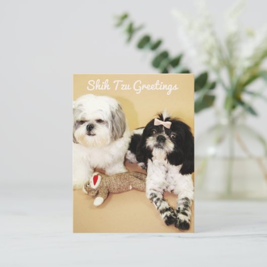 Shih Tzu Greetings Postkarte (Stehend Vorderseite)