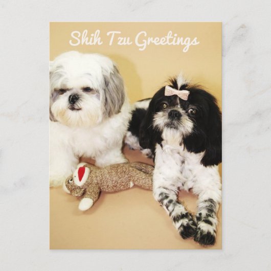 Shih Tzu Greetings Postkarte (Vorderseite)