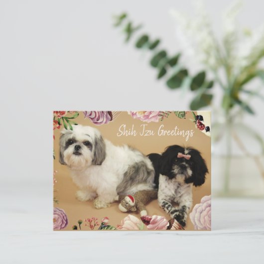 Shih Tzu Greetings Postkarte (Stehend Vorderseite)