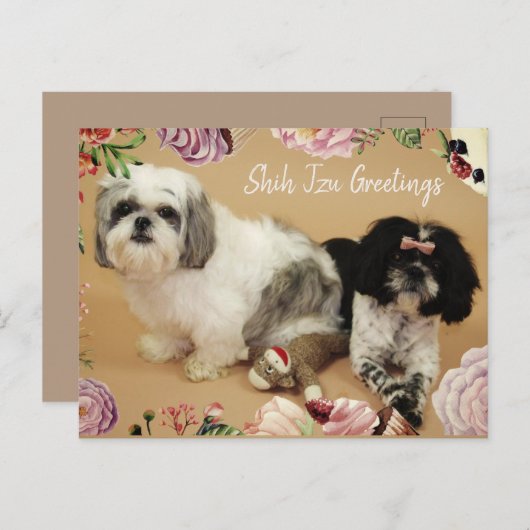 Shih Tzu Greetings Postkarte (Vorne/Hinten)