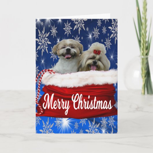 Shih tzu Grußkarte Weihnachten (Vorderseite)