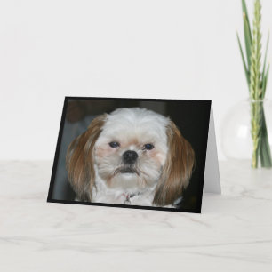 Shih Tzu, hoffentlich habt ihr einen glücklichen J Karte