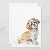 Shih Tzu Hund Einladung (Vorne/Hinten)