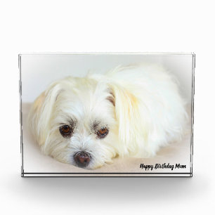 Shih Tzu Hund Fotoblock