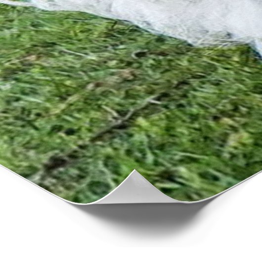 Shih Tzu Hund Poster (Ecke)