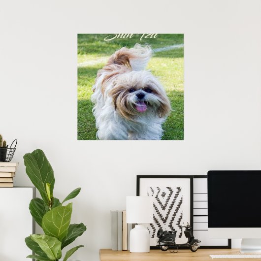 Shih Tzu Hund Poster (Heimbüro)