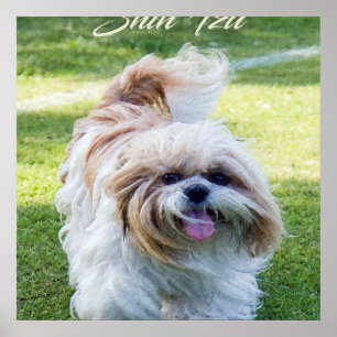 Shih Tzu Hund Poster