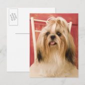 Shih-tzu-Hund Postkarte (Vorne/Hinten)