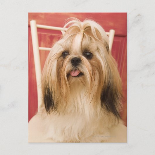 Shih-tzu-Hund Postkarte (Vorderseite)