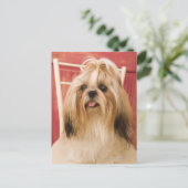 Shih-tzu-Hund Postkarte (Stehend Vorderseite)