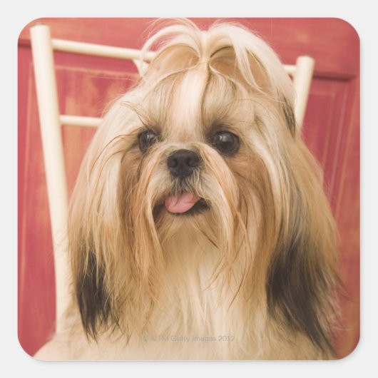 Shih-tzu-Hund Quadratischer Aufkleber (Vorderseite)