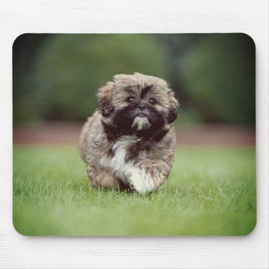 Shih tzu, Hund, Welpe Mousepad (Vorne)