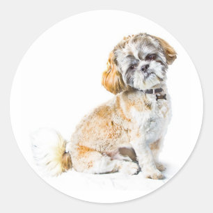 Shih-Tzu-Hunde-Aufkleber Runder Aufkleber