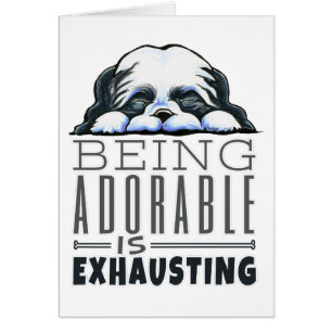 Shih Tzu ist bewundernswert