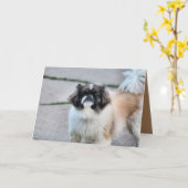 Shih Tzu Karte (Gelbe Blume)