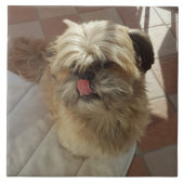 Shih Tzu Keramik Fliese (Vorderseite)
