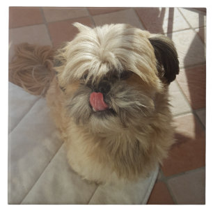 Shih Tzu Keramik Fliese