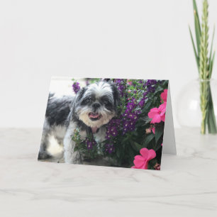 Shih Tzu Mädchen Grußkarte Karte