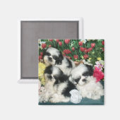 Shih Tzu Magnet (Vorderseite/Rückseite)