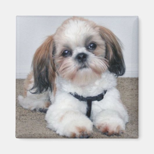 Shih Tzu Magnet (Vorne)