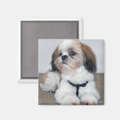 Shih Tzu Magnet (Vorderseite/Rückseite)
