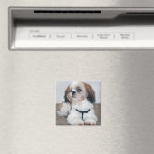 Shih Tzu Magnet (In Situ (Geschirrspüler))